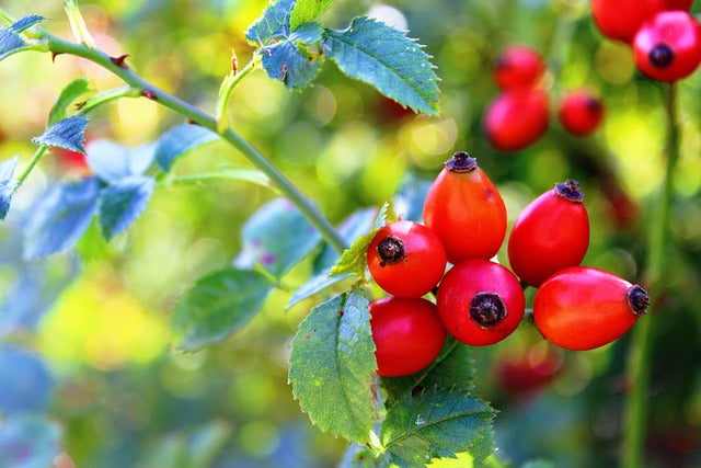 Hagebutten – Das Superfood für dein Pferd: Natürlich, gesund und vielseitig